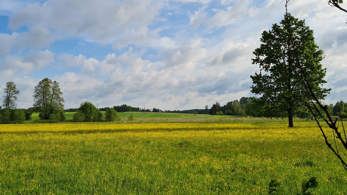 Field of yellow flowers under a cloudy sky